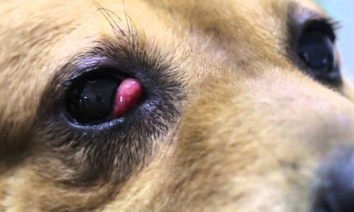4.4 Cherry Eye
