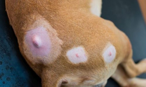 close-up photo of a dog with lumps on his skin before the surgery
