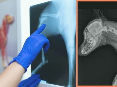 6. Radiografia