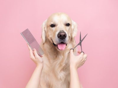 Peluqueria canina